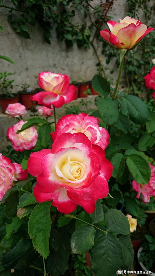 賞花何必獨牡丹？精品月季“紅雙喜”，花中皇后更勝芳